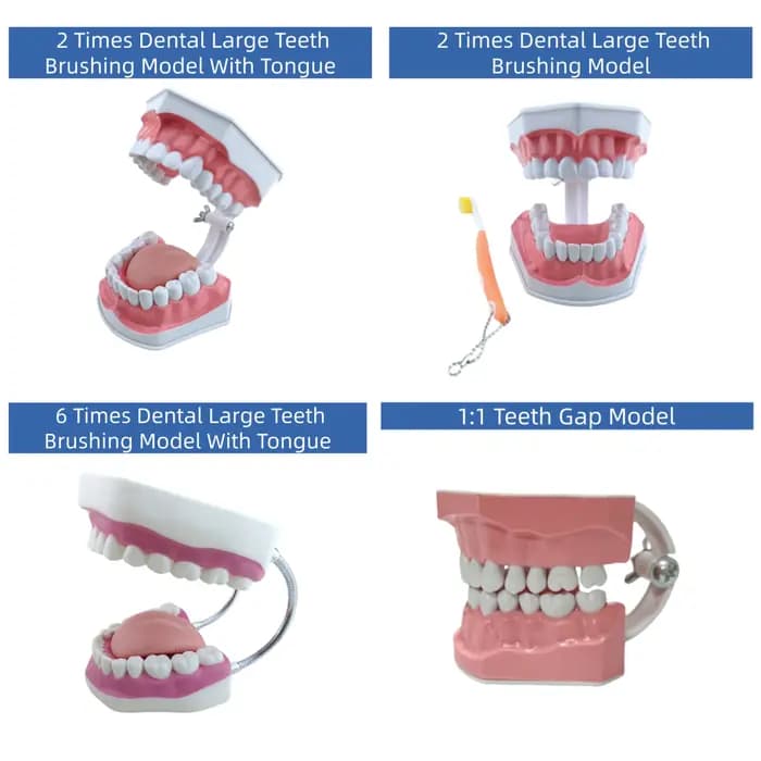 Modèle de démonstration pédagogique pour l'hygiène bucco-dentaire et l'étude des soins dentaires, destiné à l'éducation à la brossage des dents