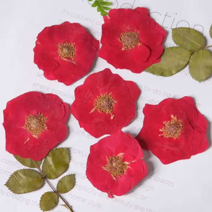 20 pièces, Têtes de fleurs de rose rouges et violettes pressées naturelles, Fleurs décoratives pour DIY, cadre photo, colle, coque de téléphone, maquillage visage, décoration