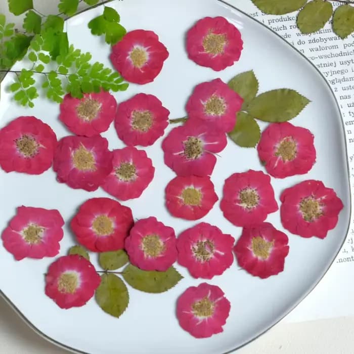 20 pièces, Têtes de fleurs de rose rouges et violettes pressées naturelles, Fleurs décoratives pour DIY, cadre photo, colle, coque de téléphone, maquillage visage, décoration