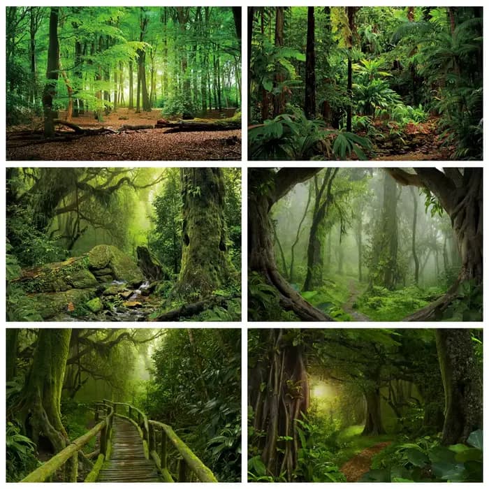 Arrière-plan de forêt de printemps, Jungle tropicale, forêt tropicale, pour photographie, Camping, aventure, anniversaire, Studio Photo